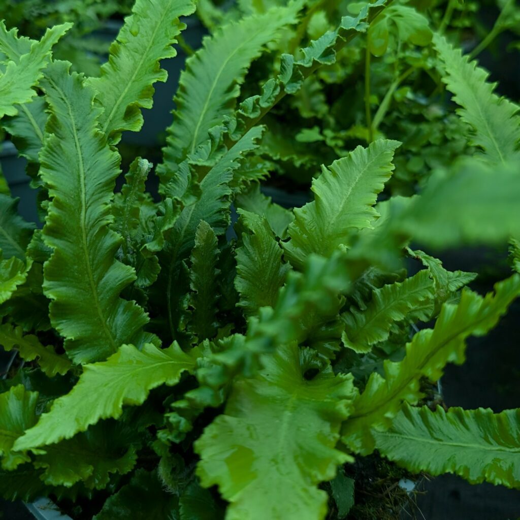 Phyllitis scolopendrium ‘Angustifolia’ 2L 5023242388533